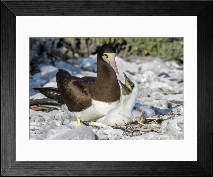 Framed Print : Brown Booby (Sula leucogaster) with chick at the nest, Cayman Brac, Cayman Islands, British West Indies