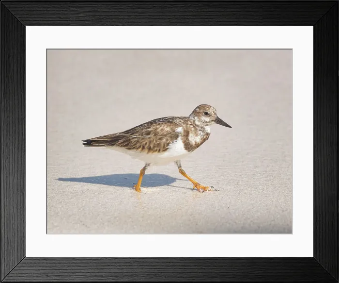 Framed Print : Ruddy Turnstone (Arenaria interpres) in winter plumage, Grand Cayman, Cayman Islands, British West Indies Framed Print : Ruddy Turnstone (Arenaria interpres) in winter plumage, Grand Cayman, Cayman Islands, British West Indies