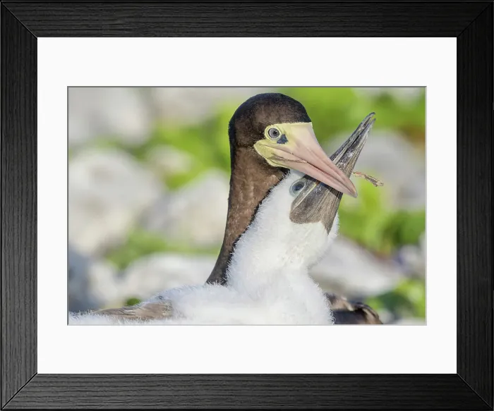 Framed Print : Brown Booby (Sula leucogaster) with chick at the nest, Cayman Brac, Cayman Islands, British West Indies Framed Print : Brown Booby (Sula leucogaster) with chick at the nest, Cayman Brac, Cayman Islands, British West Indies
