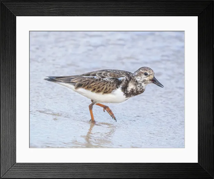 Framed Print : Ruddy Turnstone (Arenaria interpres) in winter plumage, Grand Cayman, Cayman Islands, British West Indies Framed Print : Ruddy Turnstone (Arenaria interpres) in winter plumage, Grand Cayman, Cayman Islands, British West Indies