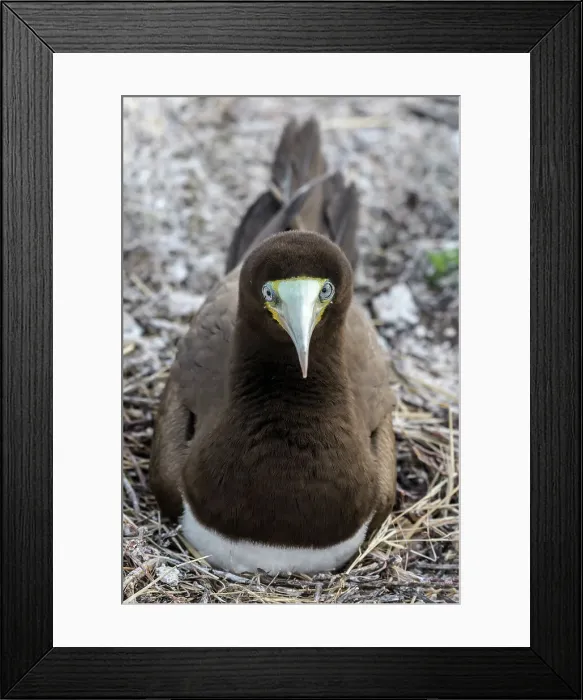 Framed Print : Brown Booby (Sula leucogaster), Cayman Brac, Cayman Islands, British West Indies Framed Print : Brown Booby (Sula leucogaster), Cayman Brac, Cayman Islands, British West Indies