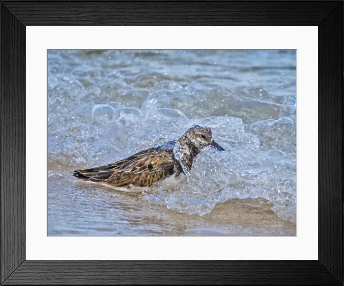 Framed Print : Ruddy Turnstone (Arenaria interpres) in winter plumage, Grand Cayman, Cayman Islands, British West Indies Framed Print : Ruddy Turnstone (Arenaria interpres) in winter plumage, Grand Cayman, Cayman Islands, British West Indies