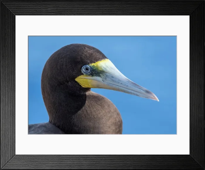 Framed Print : Brown Booby (Sula leucogaster), Cayman Brac, Cayman Islands, British West Indies Framed Print : Brown Booby (Sula leucogaster), Cayman Brac, Cayman Islands, British West Indies