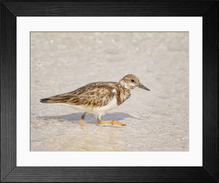 Framed Print : Ruddy Turnstone (Arenaria interpres) in winter plumage, Grand Cayman, Cayman Islands, British West Indies Framed Print : Ruddy Turnstone (Arenaria interpres) in winter plumage, Grand Cayman, Cayman Islands, British West Indies