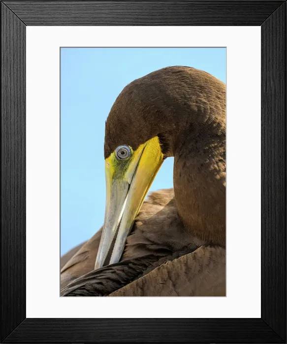 Framed Print : Brown Booby (Sula leucogaster) preening, Cayman Brac, Cayman Islands, British West Indies Framed Print : Brown Booby (Sula leucogaster) preening, Cayman Brac, Cayman Islands, British West Indies