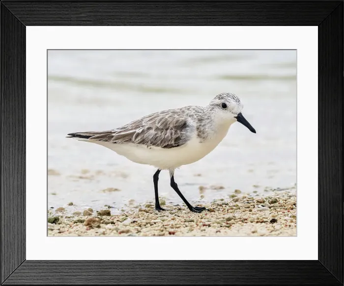Framed Print : Sanderling (Calidris alba) in winter plumagfe on Grand Cayman, Cayman Islands, British West Indies Framed Print : Sanderling (Calidris alba) in winter plumagfe on Grand Cayman, Cayman Islands, British West Indies