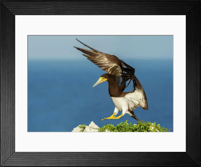Framed Print : Brown Booby (Sula leucogaster) in flight, Cayman Brac, Cayman Islands, British West Indies Framed Print : Brown Booby (Sula leucogaster) in flight, Cayman Brac, Cayman Islands, British West Indies