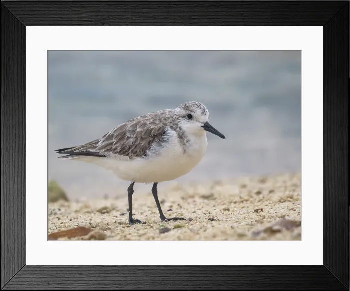 Framed Print : Sanderling (Calidris alba) in winter plumagfe on Grand Cayman, Cayman Islands, British West Indies Framed Print : Sanderling (Calidris alba) in winter plumagfe on Grand Cayman, Cayman Islands, British West Indies