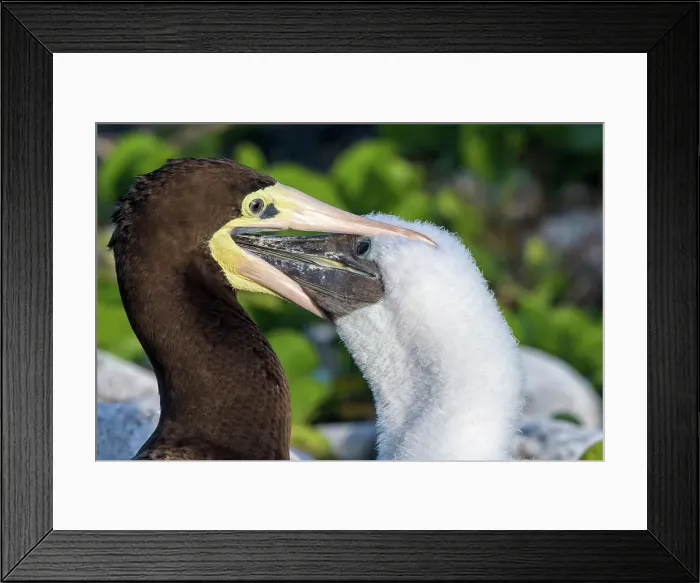 Framed Print : Brown Booby (Sula leucogaster) female feeding chick, Cayman Brac, Cayman Islands, British West Indies Framed Print : Brown Booby (Sula leucogaster) female feeding chick, Cayman Brac, Cayman Islands, British West Indies