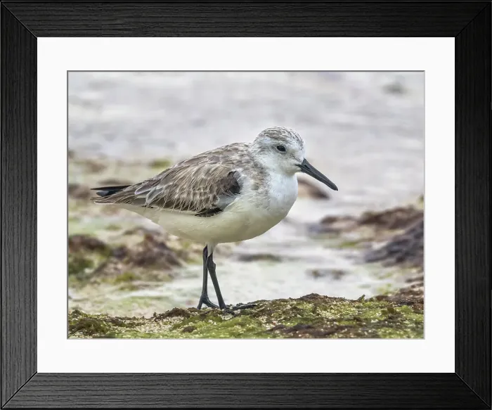 Framed Print : Sanderling (Calidris alba) in winter plumagfe on Grand Cayman, Cayman Islands, British West Indies Framed Print : Sanderling (Calidris alba) in winter plumagfe on Grand Cayman, Cayman Islands, British West Indies