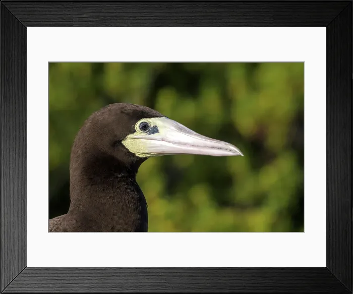 Framed Print : Brown Booby (Sula leucogaster), Cayman Brac, Cayman Islands, British West Indies Framed Print : Brown Booby (Sula leucogaster), Cayman Brac, Cayman Islands, British West Indies