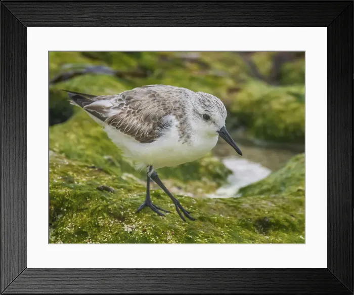 Framed Print : Sanderling (Calidris alba) in winter plumagfe on Grand Cayman, Cayman Islands, British West Indies Framed Print : Sanderling (Calidris alba) in winter plumagfe on Grand Cayman, Cayman Islands, British West Indies