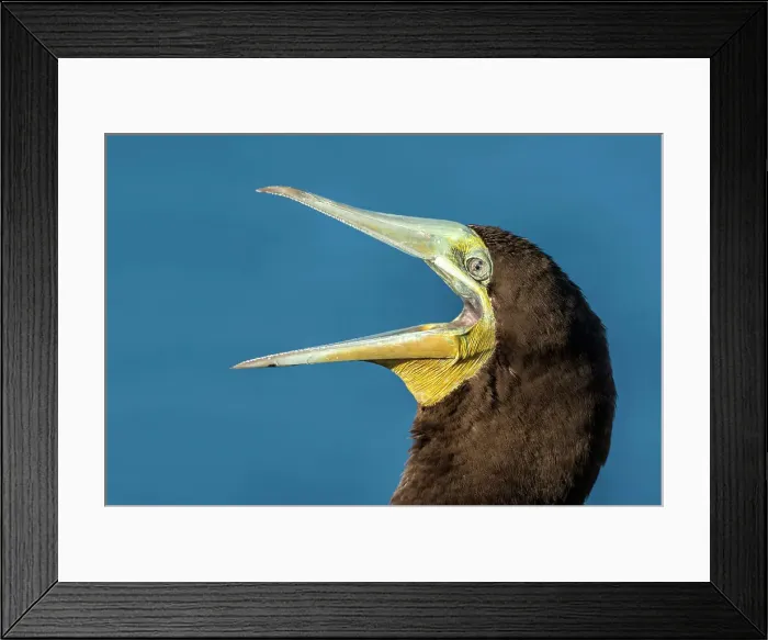 Framed Print : Brown Booby (Sula leucogaster), Cayman Brac, Cayman Islands, British West Indies Framed Print : Brown Booby (Sula leucogaster), Cayman Brac, Cayman Islands, British West Indies