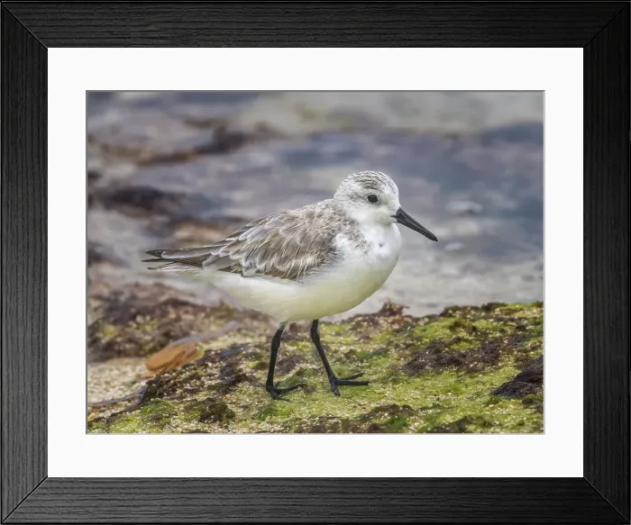 Framed Print : Sanderling (Calidris alba) in winter plumagfe on Grand Cayman, Cayman Islands, British West Indies Framed Print : Sanderling (Calidris alba) in winter plumagfe on Grand Cayman, Cayman Islands, British West Indies