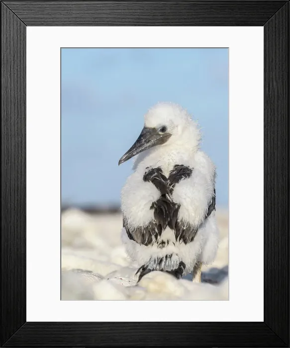 Framed Print : Brown Booby (Sula leucogaster) chick, Cayman Brac, Cayman Islands, British West Indies Framed Print : Brown Booby (Sula leucogaster) chick, Cayman Brac, Cayman Islands, British West Indies