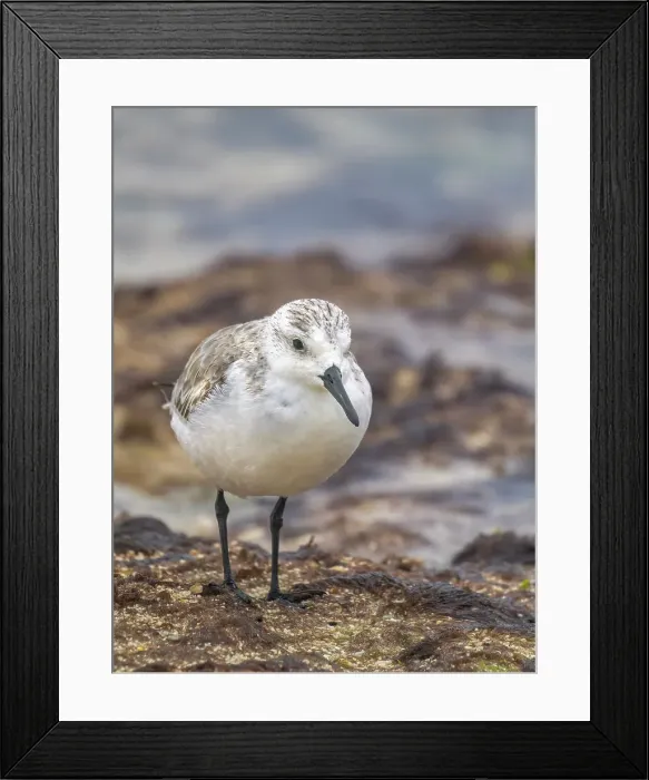 Framed Print : Sanderling (Calidris alba) in winter plumagfe on Grand Cayman, Cayman Islands, British West Indies Framed Print : Sanderling (Calidris alba) in winter plumagfe on Grand Cayman, Cayman Islands, British West Indies