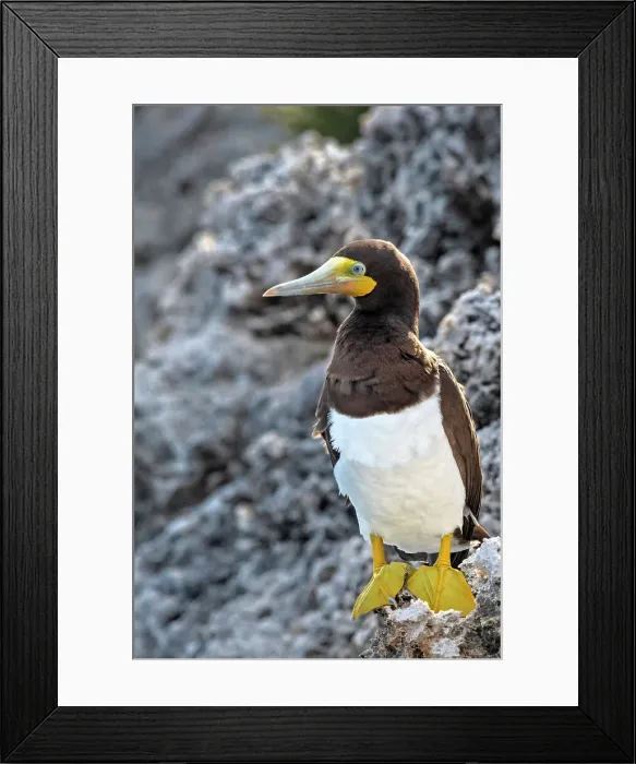 Framed Print : Brown Booby (Sula leucogaster), Cayman Brac, Cayman Islands, British West Indies Framed Print : Brown Booby (Sula leucogaster), Cayman Brac, Cayman Islands, British West Indies