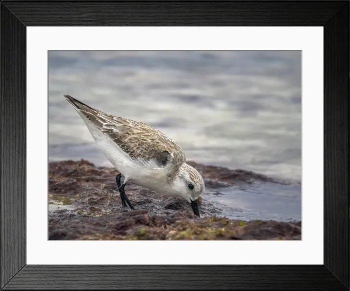 Framed Print : Sanderling (Calidris alba) in winter plumagfe on Grand Cayman, Cayman Islands, British West Indies