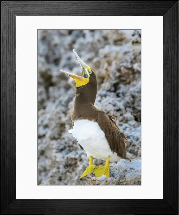 Framed Print : Brown Booby (Sula leucogaster), Cayman Brac, Cayman Islands, British West Indies Framed Print : Brown Booby (Sula leucogaster), Cayman Brac, Cayman Islands, British West Indies