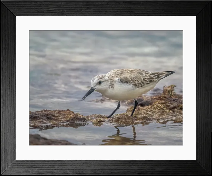 Framed Print : Sanderling (Calidris alba) in winter plumagfe on Grand Cayman, Cayman Islands, British West Indies Framed Print : Sanderling (Calidris alba) in winter plumagfe on Grand Cayman, Cayman Islands, British West Indies