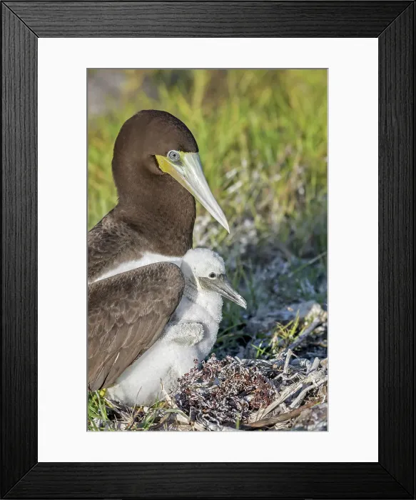 Framed Print : Brown Booby (Sula leucogaster) with chick at the nest, Cayman Brac, Cayman Islands, British West Indies Framed Print : Brown Booby (Sula leucogaster) with chick at the nest, Cayman Brac, Cayman Islands, British West Indies