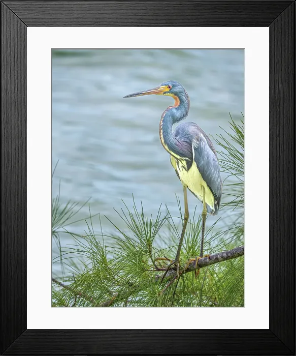 Framed Print : Tricolored Heron (Egretta tricolor), Grand Cayman, Cayman Islands, British West Indies Framed Print : Tricolored Heron (Egretta tricolor), Grand Cayman, Cayman Islands, British West Indies