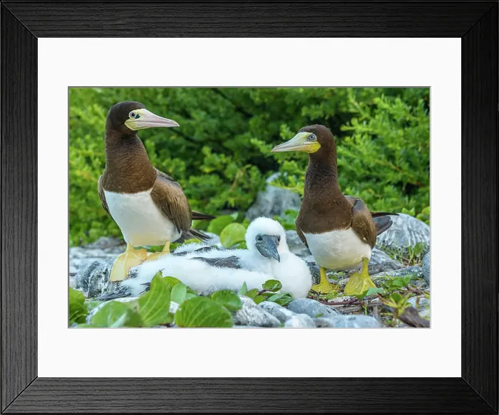 Framed Print : Brown Booby (Sula leucogaster) with chick at the nest, Cayman Brac, Cayman Islands, British West Indies Framed Print : Brown Booby (Sula leucogaster) with chick at the nest, Cayman Brac, Cayman Islands, British West Indies