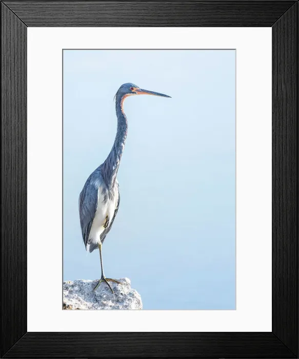 Framed Print : Tricolored Heron (Egretta tricolor), Cayman Brac, Cayman Islands, British West Indies Framed Print : Tricolored Heron (Egretta tricolor), Cayman Brac, Cayman Islands, British West Indies