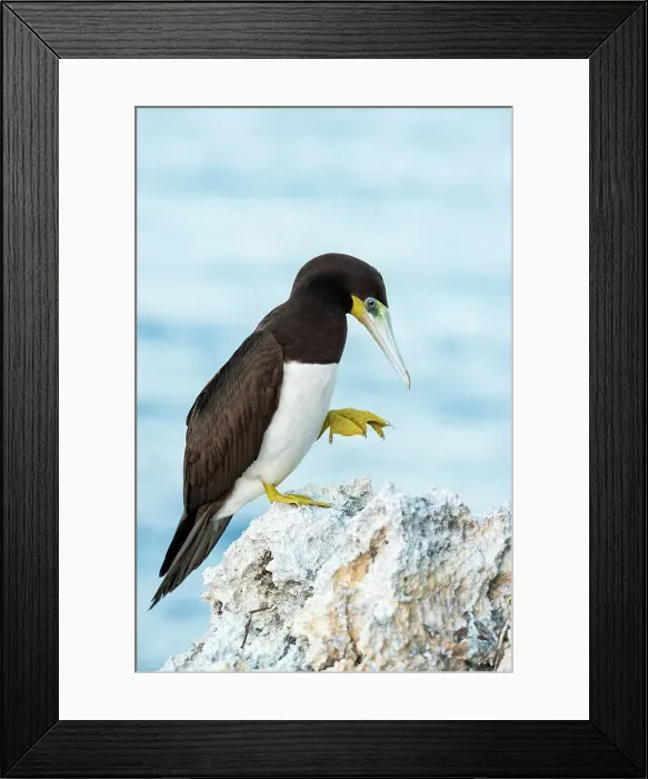Framed Print : Brown Booby (Sula leucogaster), Cayman Brac, Cayman Islands, British West Indies Framed Print : Brown Booby (Sula leucogaster), Cayman Brac, Cayman Islands, British West Indies