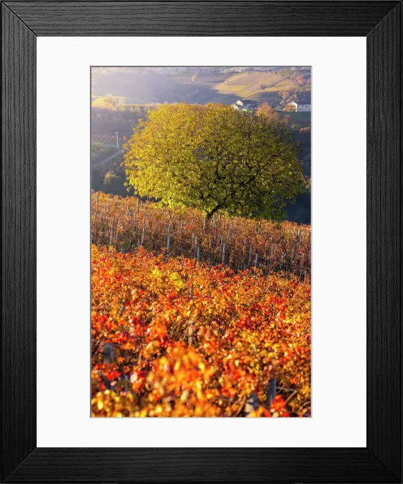 Framed Print : Vineyards around Diano D'Alba at sunset during autumn, Cuneo, Langhe and Roero, Piedmont, Italy, Southern Europe Framed Print : Vineyards around Diano D'Alba at sunset during autumn, Cuneo, Langhe and Roero, Piedmont, Italy, Southern Europe