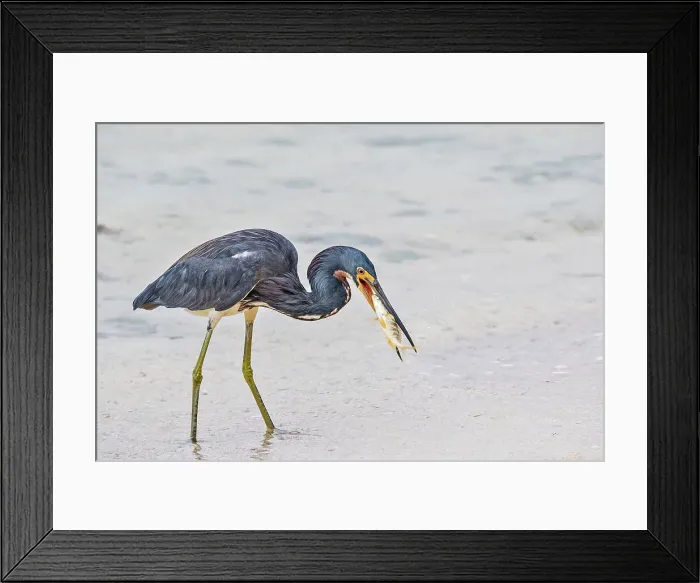 Framed Print : Tricolored Heron (Egretta tricolor) with prey while hunting in the Caribbean Sea, Cayman Brac, Cayman Islands, British West Indies Framed Print : Tricolored Heron (Egretta tricolor) with prey while hunting in the Caribbean Sea, Cayman Brac, Cayman Islands, British West Indies