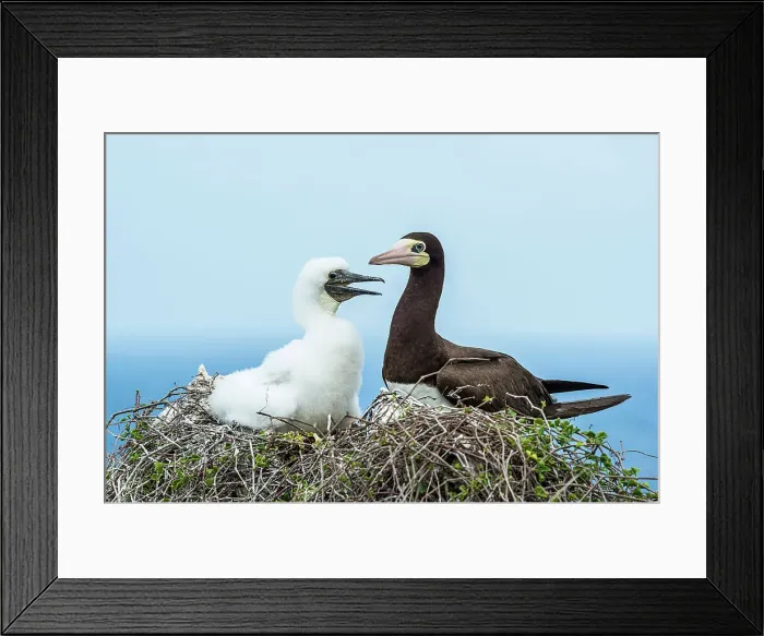 Framed Print : Brown Booby (Sula leucogaster), Cayman Brac, Cayman Islands, British West Indies Framed Print : Brown Booby (Sula leucogaster), Cayman Brac, Cayman Islands, British West Indies