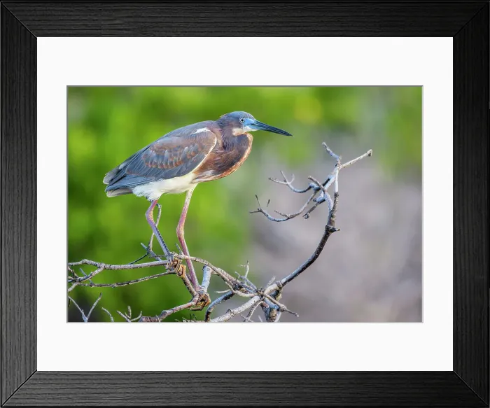 Framed Print : Tricolored Heron (Egretta tricolor), Cayman Brac, Cayman Islands, British West Indies Framed Print : Tricolored Heron (Egretta tricolor), Cayman Brac, Cayman Islands, British West Indies