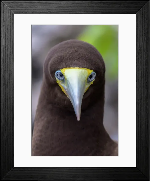 Framed Print : Brown Booby (Sula leucogaster), Cayman Brac, Cayman Islands, British West Indies Framed Print : Brown Booby (Sula leucogaster), Cayman Brac, Cayman Islands, British West Indies