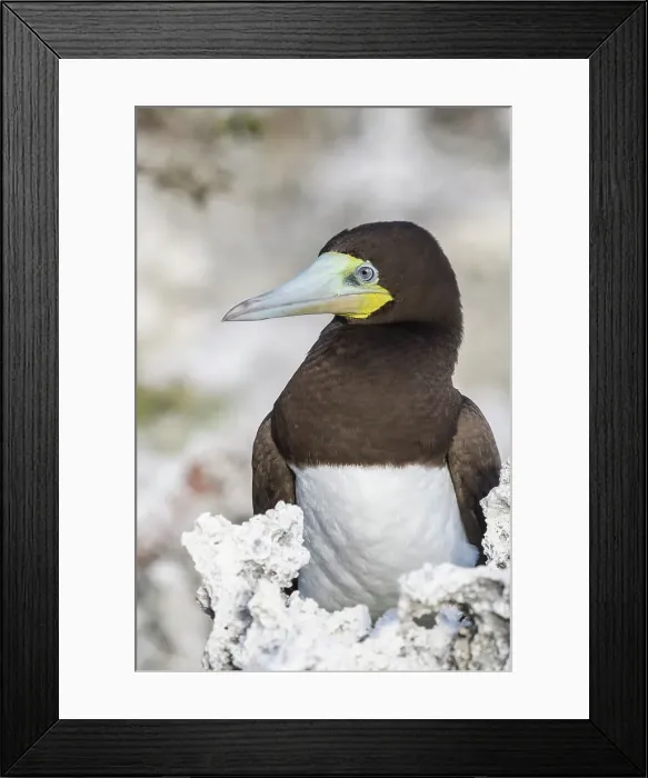 Framed Print : Brown Booby (Sula leucogaster), Cayman Brac, Cayman Islands, British West Indies Framed Print : Brown Booby (Sula leucogaster), Cayman Brac, Cayman Islands, British West Indies
