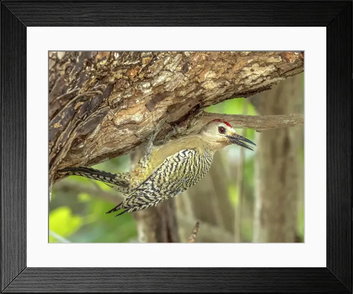 Framed Print : West Indian Woodpecker (Melanerpes superciliaris), Grand Cayman, British West Indies Framed Print : West Indian Woodpecker (Melanerpes superciliaris), Grand Cayman, British West Indies