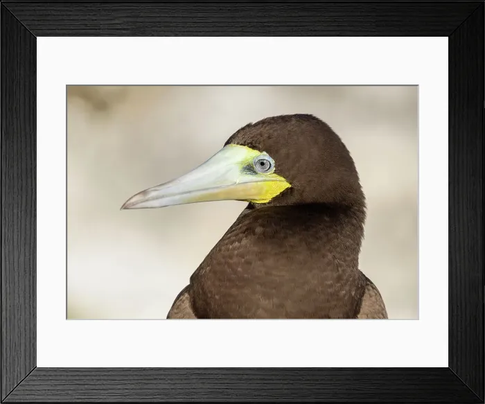 Framed Print : Brown Booby (Sula leucogaster), Cayman Brac, Cayman Islands, British West Indies Framed Print : Brown Booby (Sula leucogaster), Cayman Brac, Cayman Islands, British West Indies