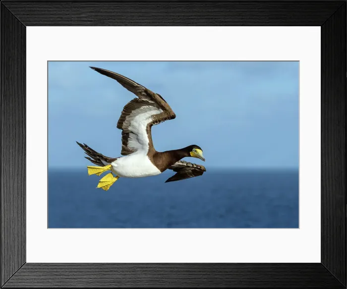 Framed Print : Brown Booby (Sula leucogaster) in flight, Cayman Brac, Cayman Islands, British West Indies Framed Print : Brown Booby (Sula leucogaster) in flight, Cayman Brac, Cayman Islands, British West Indies