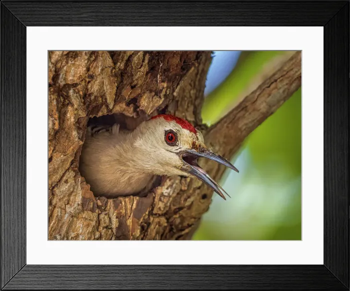 Framed Print : West Indian Woodpecker (Melanerpes superciliaris) at the nest. Grand Cayman, Cayman Islands, British West Indies Framed Print : West Indian Woodpecker (Melanerpes superciliaris) at the nest. Grand Cayman, Cayman Islands, British West Indies