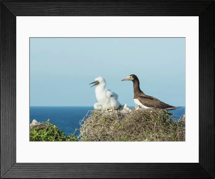 Framed Print : Brown Booby (Sula leucogaster) with chick at the nest, Cayman Brac, Cayman Islands, British West Indies Framed Print : Brown Booby (Sula leucogaster) with chick at the nest, Cayman Brac, Cayman Islands, British West Indies