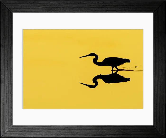 Framed Print : Tricolor Heron (Egretta Tricolor) silhouette. Grand Cayman, Cayman Islands, British West Indies Framed Print : Tricolor Heron (Egretta Tricolor) silhouette. Grand Cayman, Cayman Islands, British West Indies
