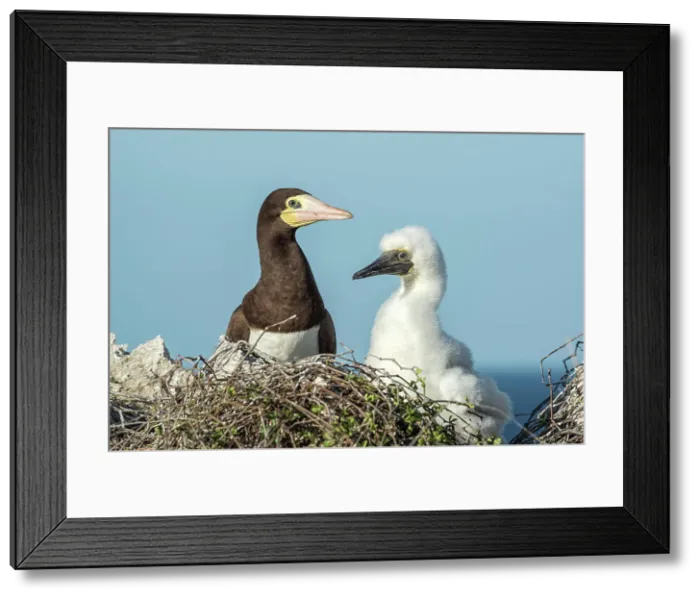 Framed Print : Brown Booby (Sula leucogaster) with chick at the nest, Cayman Brac, Cayman Islands, British West Indies