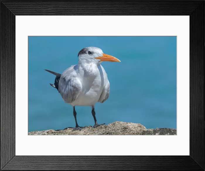 Framed Print : Royal Tern (Thalasseus maximus) winter plumage, Barkers National Park, Grand Cayman, Cayman Islands, British West Indies Framed Print : Royal Tern (Thalasseus maximus) winter plumage, Barkers National Park, Grand Cayman, Cayman Islands, British West Indies