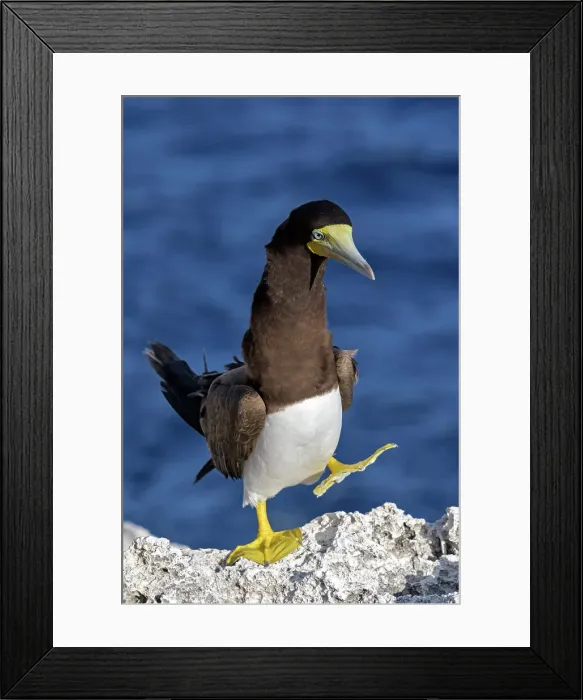 Framed Print : Brown Booby (Sula leucogaster), Cayman Brac, Cayman Islands, British West Indies Framed Print : Brown Booby (Sula leucogaster), Cayman Brac, Cayman Islands, British West Indies