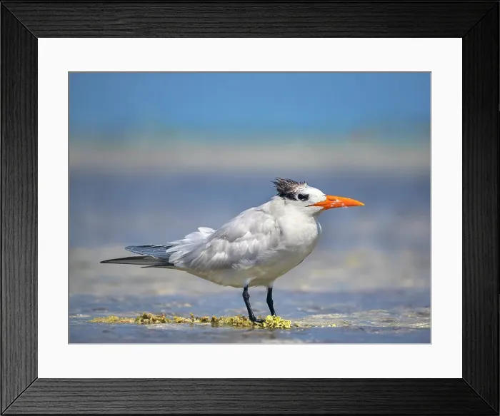 Framed Print : Royal Tern (Thalasseus maximus) winter plumage, Barkers National Park, Grand Cayman, Cayman Islands, British West Indies Framed Print : Royal Tern (Thalasseus maximus) winter plumage, Barkers National Park, Grand Cayman, Cayman Islands, British West Indies