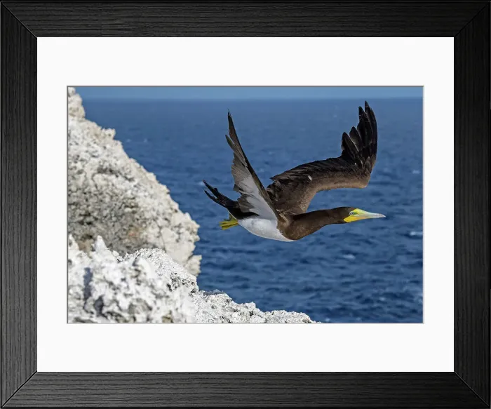 Framed Print : Brown Booby (Sula leucogaster) in flight, Cayman Brac, Cayman Islands, British West Indies Framed Print : Brown Booby (Sula leucogaster) in flight, Cayman Brac, Cayman Islands, British West Indies