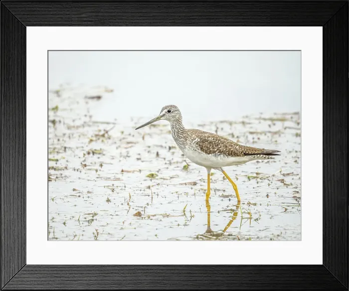 Framed Print : Greater Yellow Legs (Tringa melanoleuca), Grand Cayman, Cayman Islands, BWI Framed Print : Greater Yellow Legs (Tringa melanoleuca), Grand Cayman, Cayman Islands, BWI