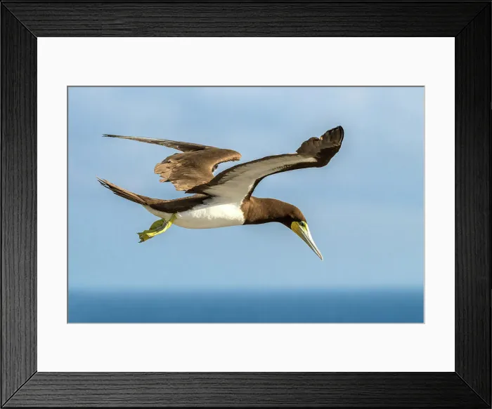 Framed Print : Brown Booby (Sula leucogaster) in flight, Cayman Brac, Cayman Islands, British West Indies Framed Print : Brown Booby (Sula leucogaster) in flight, Cayman Brac, Cayman Islands, British West Indies