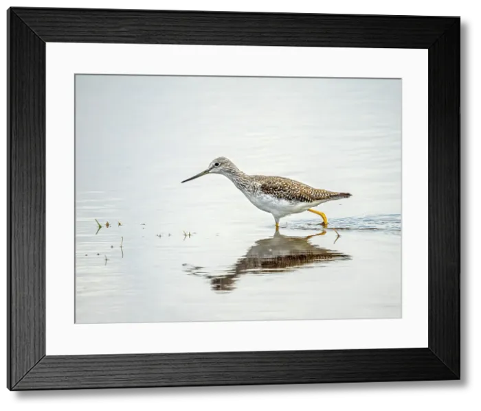 Framed Print : Greater Yellow Legs (Tringa melanoleuca), Grand Cayman, Cayman Islands, BWI Framed Print : Greater Yellow Legs (Tringa melanoleuca), Grand Cayman, Cayman Islands, BWI