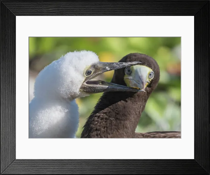 Framed Print : Brown Booby (Sula leucogaster) chick pestering male for a feeding, Cayman Brac, Cayman Islands, British West Indies Framed Print : Brown Booby (Sula leucogaster) chick pestering male for a feeding, Cayman Brac, Cayman Islands, British West Indies